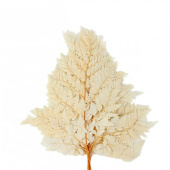 Украшение декор Листья папоротника стабилизированные Кофейный (уп10) 30см 35гр +- 5гр
