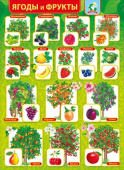 Плакат А2 Ягоды и фрукты