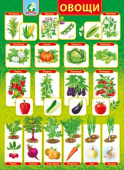 Плакат А2 Овощи