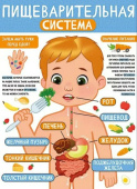 Плакат А2 Пищеварительная система