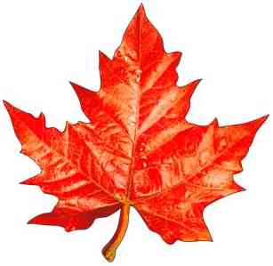 Украшение на скотче Кленовый лист 20х20см (10шт) ФДА