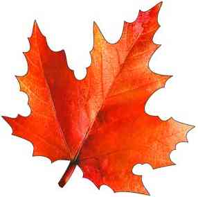 Украшение на скотче Кленовый лист 15х15см (10шт) ФДА