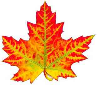 Украшение на скотче Кленовый лист 20х20см (10шт) ФДА