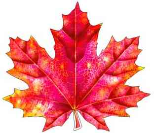 Украшение на скотче Кленовый лист 20х20см (10шт) ФДА